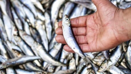 Fish SML